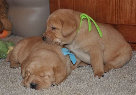 labrador puppies for sale buffalo ny